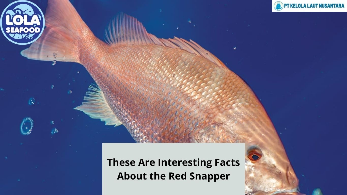 These Are Interesting Facts About the Red Snapper